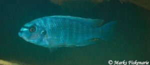 Labeotropheus fuelleborni 'Pombo Rocks'